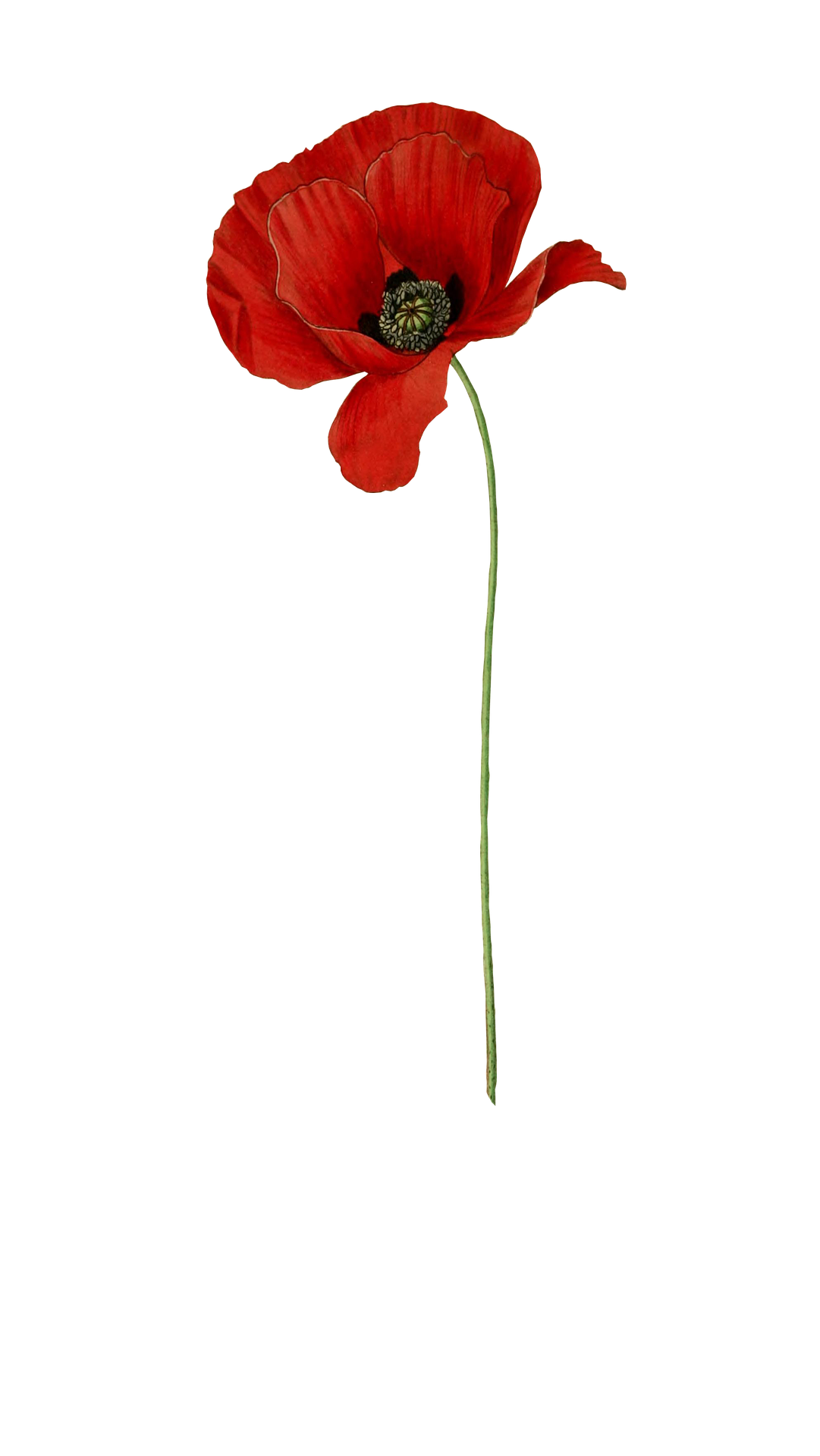 Poppy